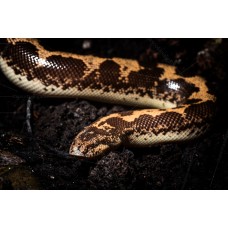 Boa de arena - Eryx colubrinus